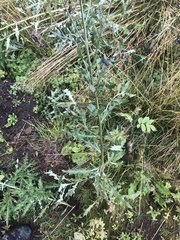 Cirsium arvense
