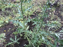 Cirsium arvense