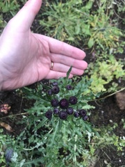 Cirsium arvense
