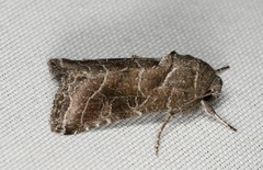 Lacinipolia erecta