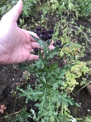Cirsium arvense