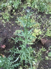 Cirsium arvense