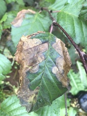 Pterygota