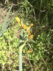 Sisyrinchium palmifolium