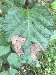 Pterygota