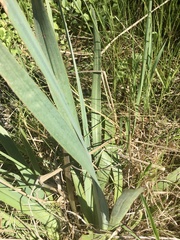 Sisyrinchium palmifolium