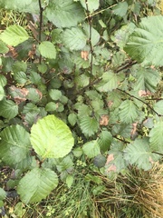 Pterygota