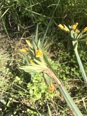 Sisyrinchium palmifolium