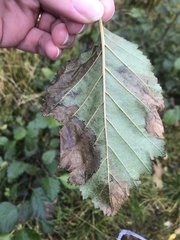 Pterygota