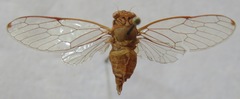 Calyria telifera