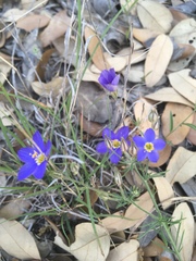 Giliastrum rigidulum