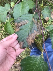 Pterygota
