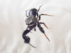 Harmochirus luculentus