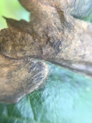 Pterygota