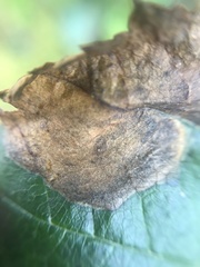 Pterygota