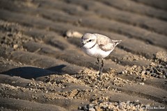 Charadrius pallidus