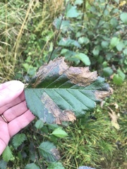 Pterygota