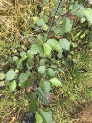 Pterygota