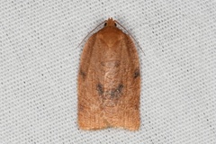 Choristoneura obsoletana