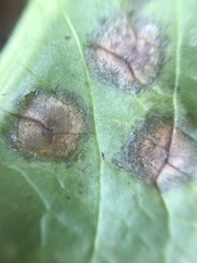 Ramularia rubella