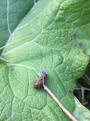 Arion fasciatus