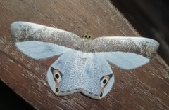 Opisthoxia