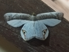 Opisthoxia