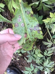 Ramularia rubella