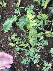 Ramularia rubella
