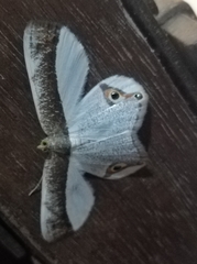 Opisthoxia