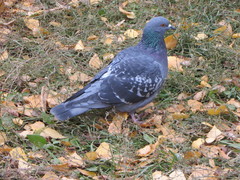 Columba livia