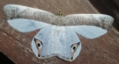 Opisthoxia