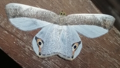 Opisthoxia