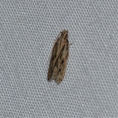 Spinitibia hodgesi