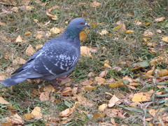 Columba livia