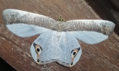 Opisthoxia