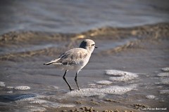 Charadrius pallidus