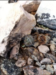 Turbinicarpus heliae