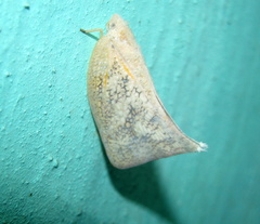 Lawana conspersa