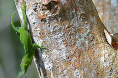 Anolis garmani