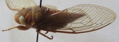 Carineta cinara