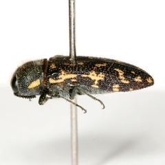Acmaeodera obtusa