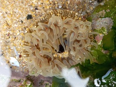 Anthopleura biscayensis