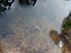 Anthopleura biscayensis