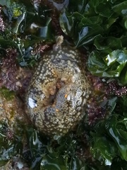 Anthopleura biscayensis