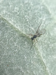 Ichneumonoidea