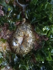 Anthopleura biscayensis