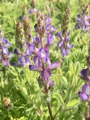 Lupinus bracteolaris