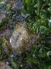 Anthopleura biscayensis