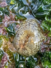 Anthopleura biscayensis